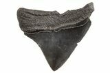 Serrated, Posterior Megalodon Tooth - South Carolina #325202-1
